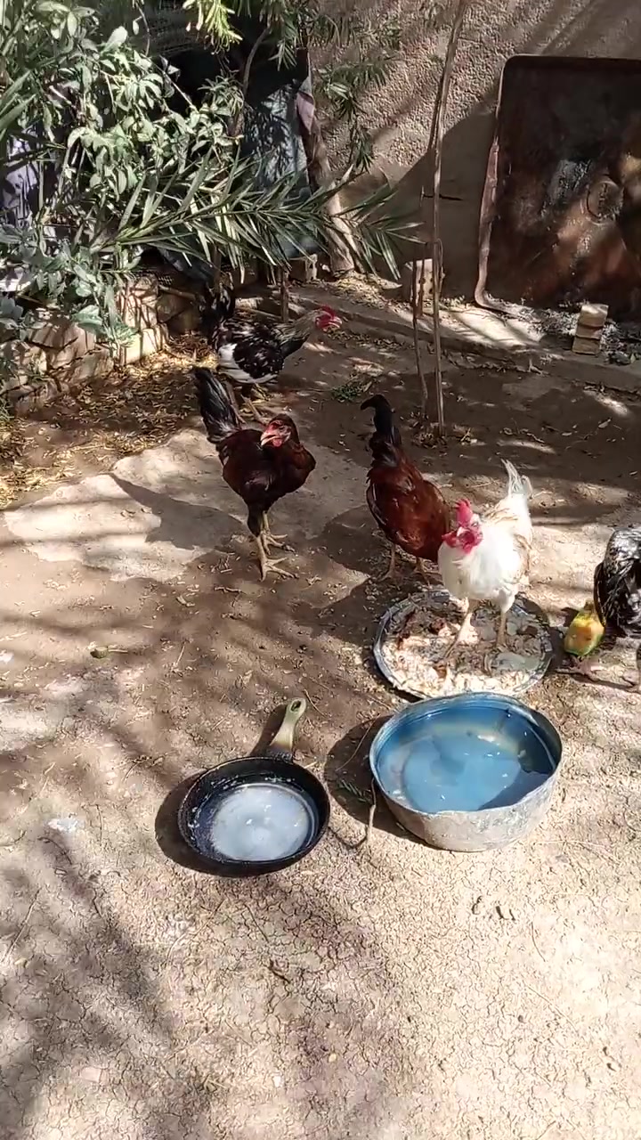 دويوجه عرب • زوج • ناحية الوحدة سيد عزال