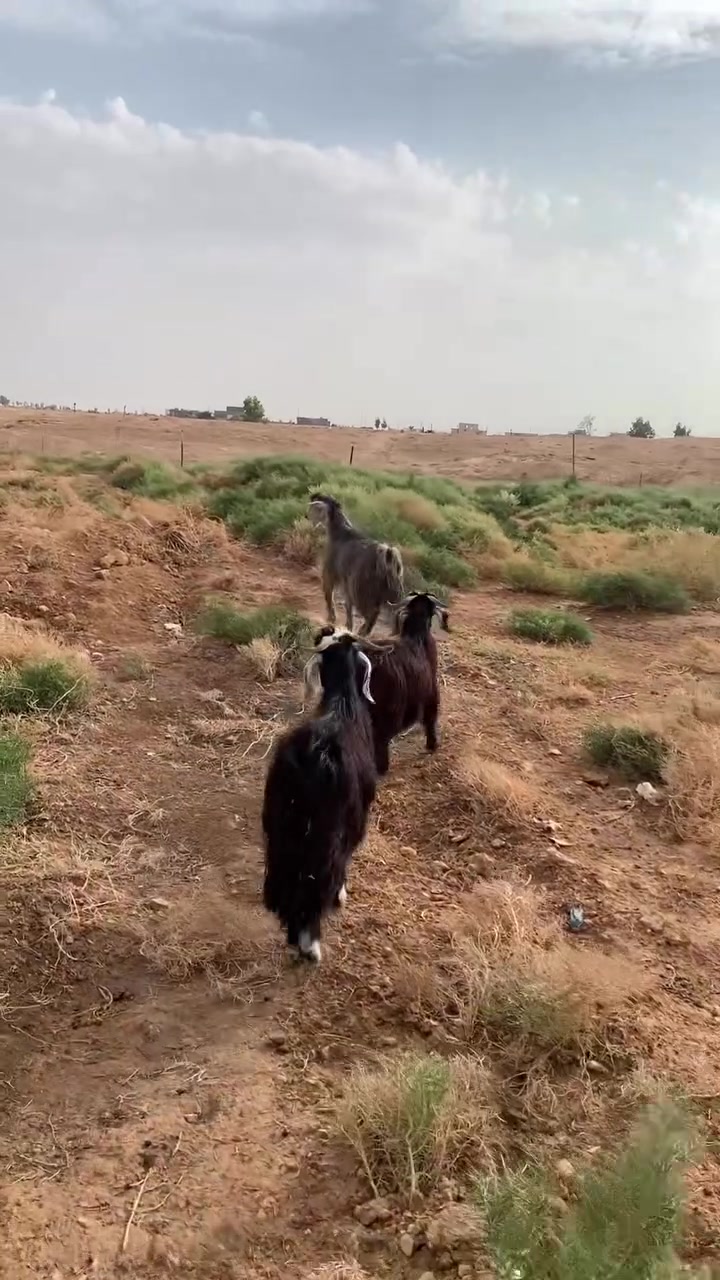 للبيع • عدد ٣ • الأنبار