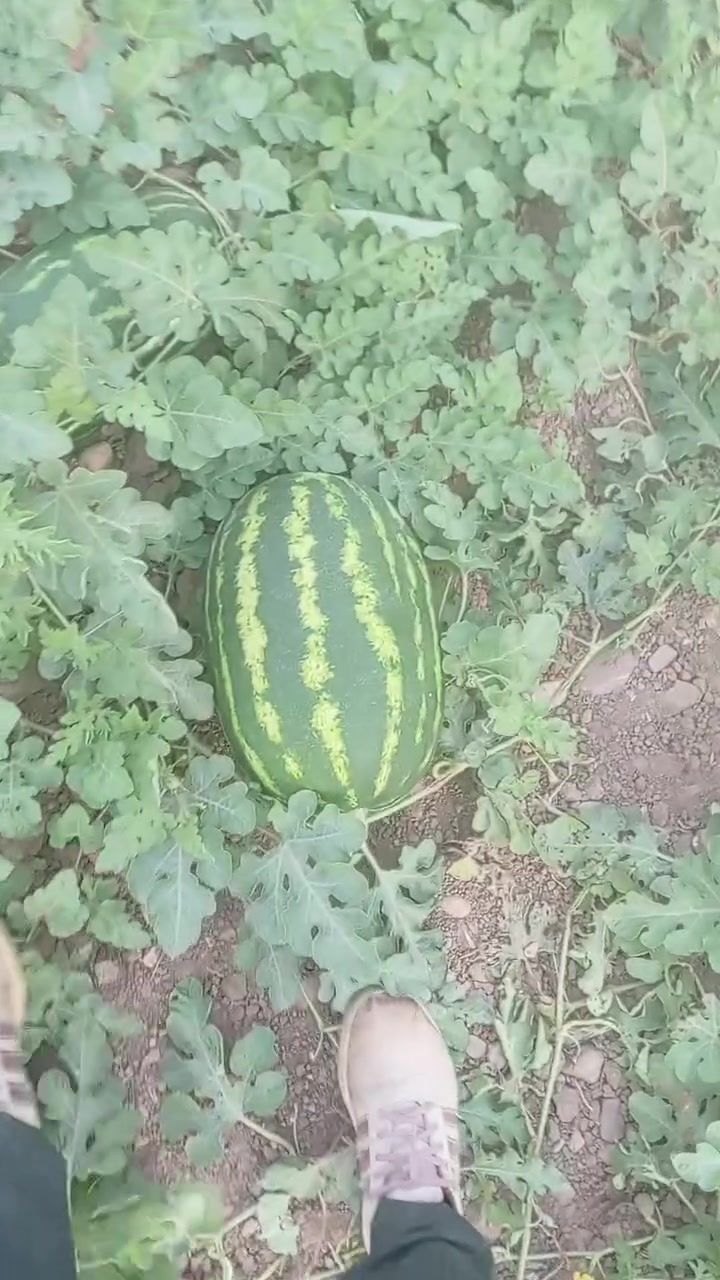 قضاء كلار • ٢٠ دونم • درجة أولى