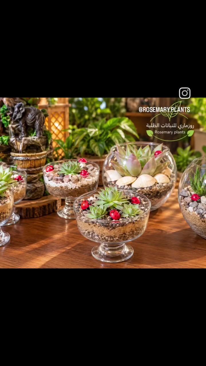نزرع الجمال… ونضيف للمكان روحًا 🤍💚
نختار لكم بعناية كل ما يضيف لمنازلكم لمسة من الطبيعة والجمال 🪴🐠🐦
🪴 نباتات منزلية وظلية
🐠 أسماك زينة ومستلزماتها
🐦 طيور زينة ومستلزماتها
🌱 تفاصيل من الطبيعة… نختارها لكم بمحبة.
💚🌿 اقتَنِ ما تستطيع رعايته، فالكائن الحي🦜🐠🪴 أمانة بين يديك 𓆩🤍𓆪
تتوفر خدمة 🚗 توصيل داخل بغداد
📱 ***********
واتساب – رسائل فقط📩
📘 فيسبوك: روز ماري للنباتات الظلية
📸 إنستغرام: @Rosemary.Plants
🎵 تيك توك: @rosemary.plants
✨ من حق الزبون عدم استلام الطلب في حال عدم مطابقته للمعروض.
روزماري… لمسة من الطبيعة في كل مكان. 🌿🤍
