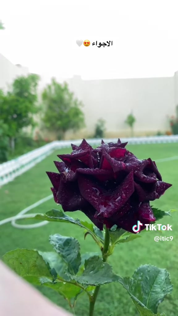 بعض الصور من اعمالي في هندسه وتصميم الحدائق 
للاتصال ***********
#ضمان في عملنا ٥ سنوات ومتابعه مجاناا بعد العمل
