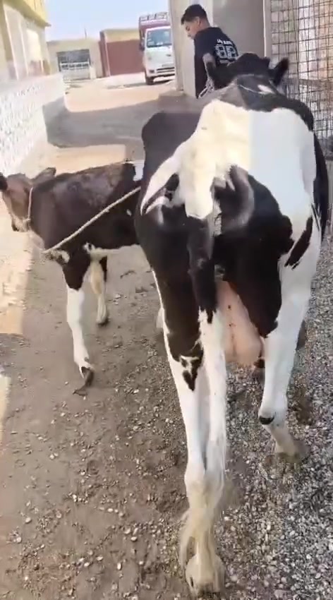 السلام عليكم
متاح بجر ام ثاني بطن وراهه حولي تلقيح وعشره 5اشهر كفاله ملقحه تلقيح سمنتال   
بيه حليب خير من الله الشراي اتصل وتدلل المكان الشرقاط قريت شكراً يوجد خدمت توصيل بعد الاتفاق 
***********
