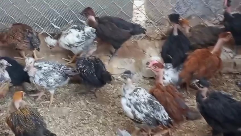 فروج ابو ركيبه 🐓🐓
عددهن 50 زوج عمرهن شهر ونص ماخذات جميع اللقاحات سعر الزوج 11 الف 💵💵 وبي مجال رقم الهاتف ***********☎️☎️ العنوان بغداد التاجي 🏠🏠 يوجد توصيل على المشتري
