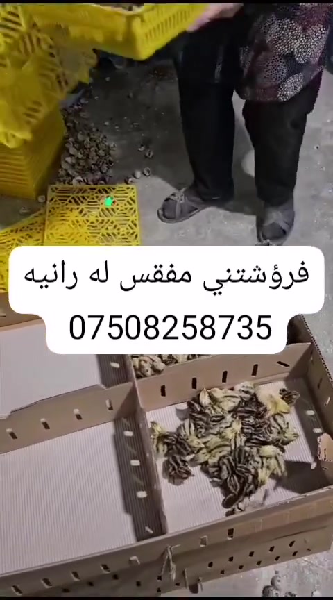 سڵاو لەبەخێووکەرانی پەلەوەر🐣
‏ٸەم جارە هاتینەوە لاتان بە باشترین جۆری 
‏مفقس 
‏بە باشترین کوالێتی و هەرزان ترین نرخ
‏زەمانی  12مانگ کارەبایی
‏ کە سیستەمی پلەی گەرمی و ڕادەی شێی و سوڕانی هێلکەی فول اۆتۆماتیکە✅
‏جەستەیەکی pvcهەیە کە دەتوانرێت بشۆردرێت
‏یەکسانی پلەی گەرمی لە سەرانسەری ٸامێرەکەدا
‏پێک هاتوە لە عەدەدی
 1850هێلکەی
 588هێلکەی
‏    بۆ زانیاری زیاتر پەیوەندیمان پێوە بکە
‏*********** 📲
‏*********** 📲
‏
