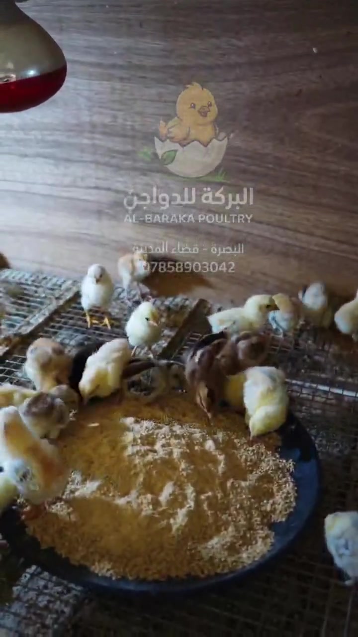 افراخ دجاج عرب • البصره قضاء المدينة • توصيل البصره
