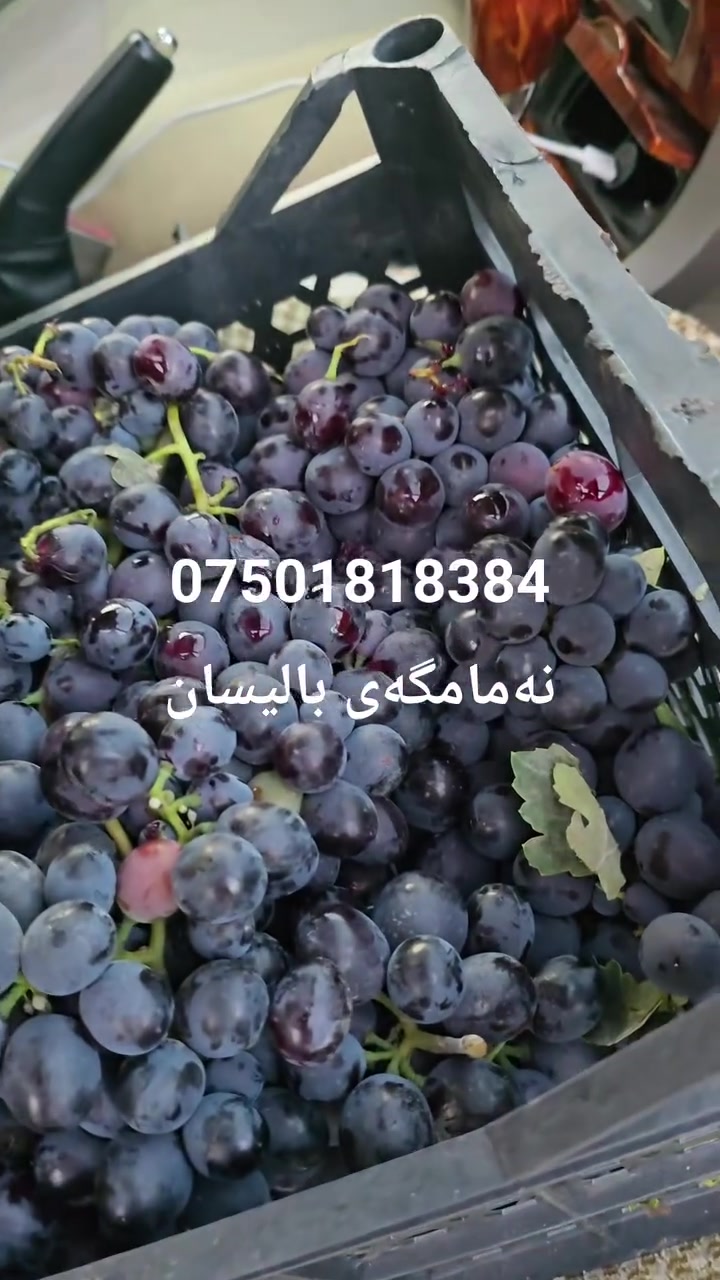 فواكه • كل الأنواع • ناحية باليسان