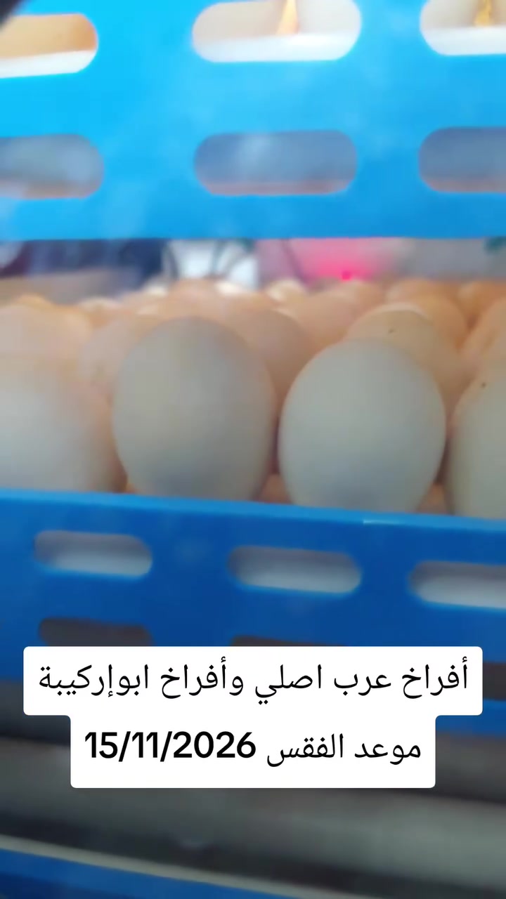 أفراخ دجاج • دجاج العرب • تكريت الباشا