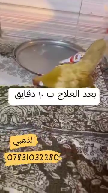 السلام عليكم ورحمه الله وبركاته اعزائي المتابعين 🌷
نشرحلكم اليوم عن علاج فلور باز قاهر التنفسيه.
فلور باز  من المضادات الحيوية ذات التأثير الواسع الطيف و بالتالي يستخدم لعلاج الحالات التالية:
⭐ الاصابة بالتهابات الجهاز الهضمي و الجهاز التنفسي.
⭐ مرض الرشح المزمن (CRD).
⭐ التهابات الامعاء المختلفة.
⭐ الاسهالات الجرثومية.
⭐ حالات التهاب كيس المح.
⭐ التهاب السرة.
⭐ التهابات البريتون.
⭐ التهاب الامعاء النخري . 
⭐ التهابات الجيوب.
⭐ التهابات الرئة و الممرات التنفسية . 
⭐ يعالج مرض المايكوبلازما اتتفاخ العيون ودموع العين . 
🛡️ طريقه الاستخدام 🐔
في بدايه الامر يعزل الطائر بعيدا عن التيارات الهوائيه والرطوبه واعطاء فيتامين سي مع براسيتول بالماء ١ غم بلتر من الماء والقيام بتغييره يوميا . وعند امتناع المصاب عن الاكل يجب وضع الاكل بالفم بكميات صغيره تدريجيا . 
الكتاكيت قطره بالفم كل 12 ساعه 
 في حال ورم او دموع العين يعطى قطره بالفم وقطره في كل عين كل 12 ساعه 
------------------------------------------
الفروج ٣ قطرات بالفم كل 12 ساعه 
في حال ورم او دموع العين يعطى 3 قطرات بالفم وقطره في كل عين كل 12 ساعه .
------------------------------------------
الامهات ٥ قطرات بالفم كل 12 ساعه 
في حال ورم او دموع العين يعطى 5 قطرات بالفم وقطرة في كل عين كل 12 ساعه 
------------------------------------------
مده الكورس 5 ايام
تنشيف العين في حاله الدموع قبل استخدام العلاج 
يعالج الحاله في بدايتها 
طريقه الحفظ في مكان بارد درجه ٢٥ مئويه .
يوزع على شكل قطارات ٥٠ مل 
المكان🌍 #الرميثه رقم📞 ***********

نص مكتوب في الصور:
- *********** الذهبي
