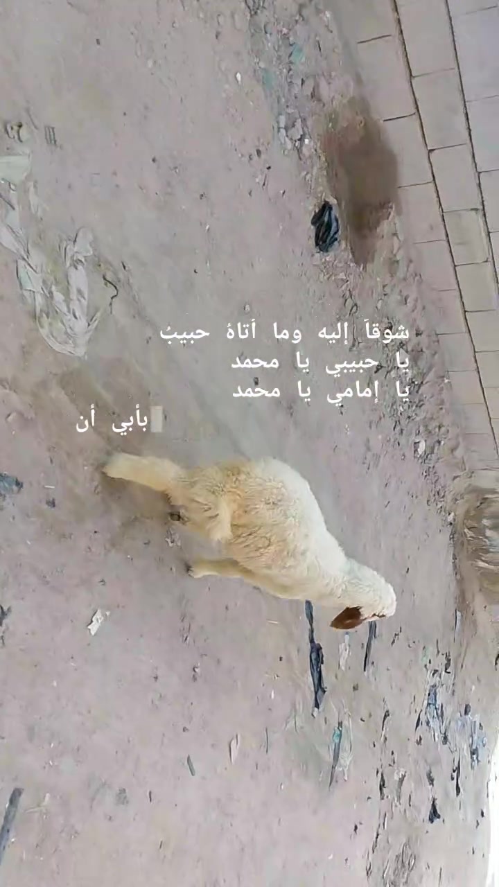 يا الله طليه نثيه صاحيه شرط الصحه وسالمات من كل عيب وين راحوا جنايه على باب الله سعره بلاش 220وبيه مجال بسيط المكان البصره الزبير وشراي يتصل بلخدمه بيه وتساب موجود ***********خوان تفاصيل اكثر خاص والا يوجد حجز

