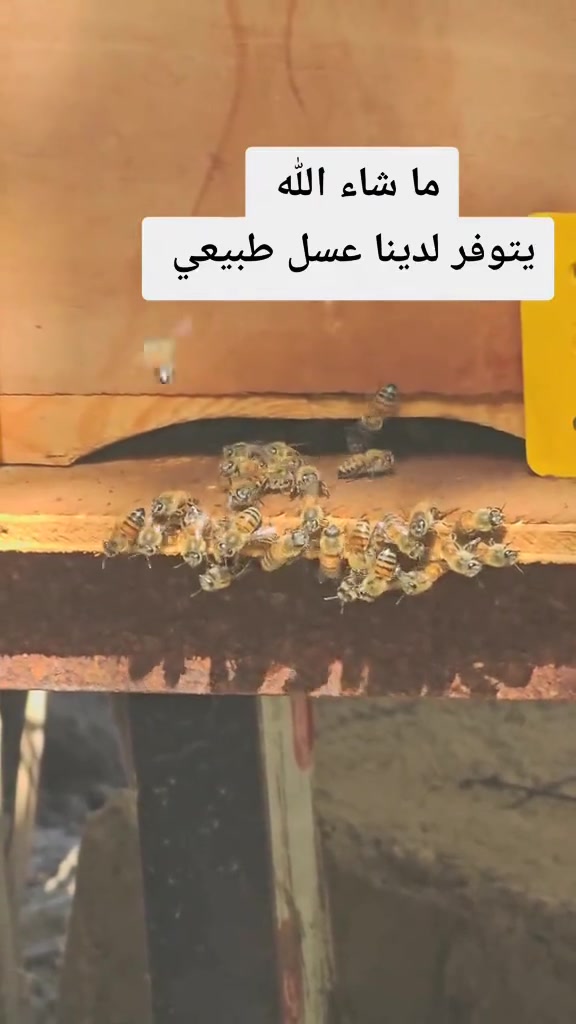 يتوفر لدينا عسل طبيعي ٠📍 موقعنا: الأنبار - الخالدية - شارع الروضة.
• من جهة الشارع العام: مقابل الجسر المعلق.
• من جهة السوق: مقابل جامع الروضة (بالقرب من استوديو الذكريات).
يتوفر لدينا توصيل كافة محافظات العراق. 
📞 للتواصل والاستفسار المباشر:• اتصل بنا على: ***********
