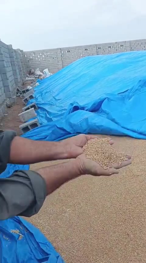 بذور حنطة • بنت المغلف