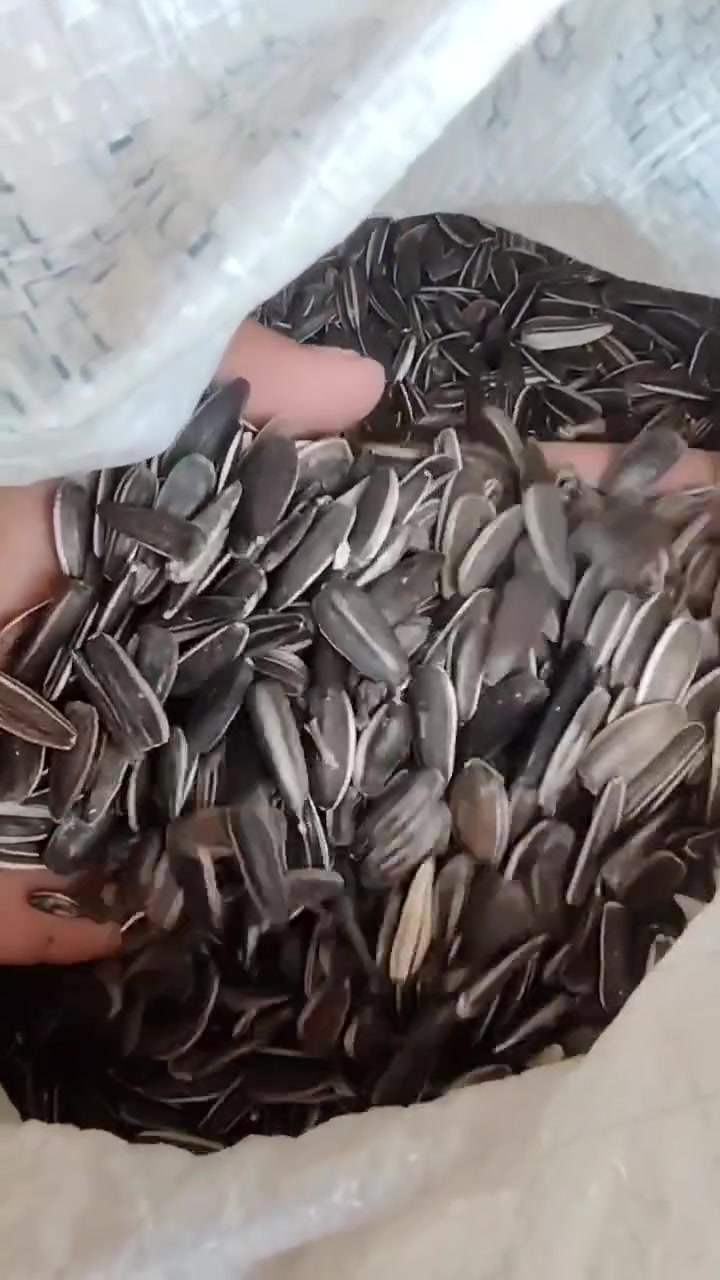 حب شمس • للبيع • اتصال