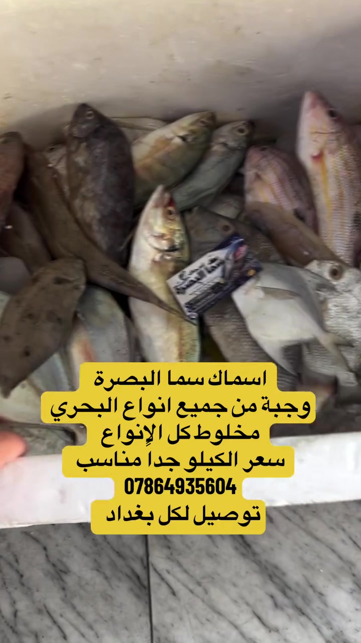 اسماك  سما البصرة  تميز الزبون دائماً و توفر اجود انواع السمك 

هاي تشكيلة بحري كل الانواع متوفرة 
والاسعار مناسبة 

توصيل موجود لكل بغداد 
عنوانا بغداد البياع شارع ١٣ 
كل الهلا و مرحبا بيكم  ***********
