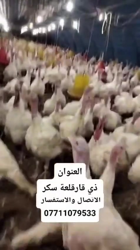 ذي قار • قلعة سكر • اغراض شخصية