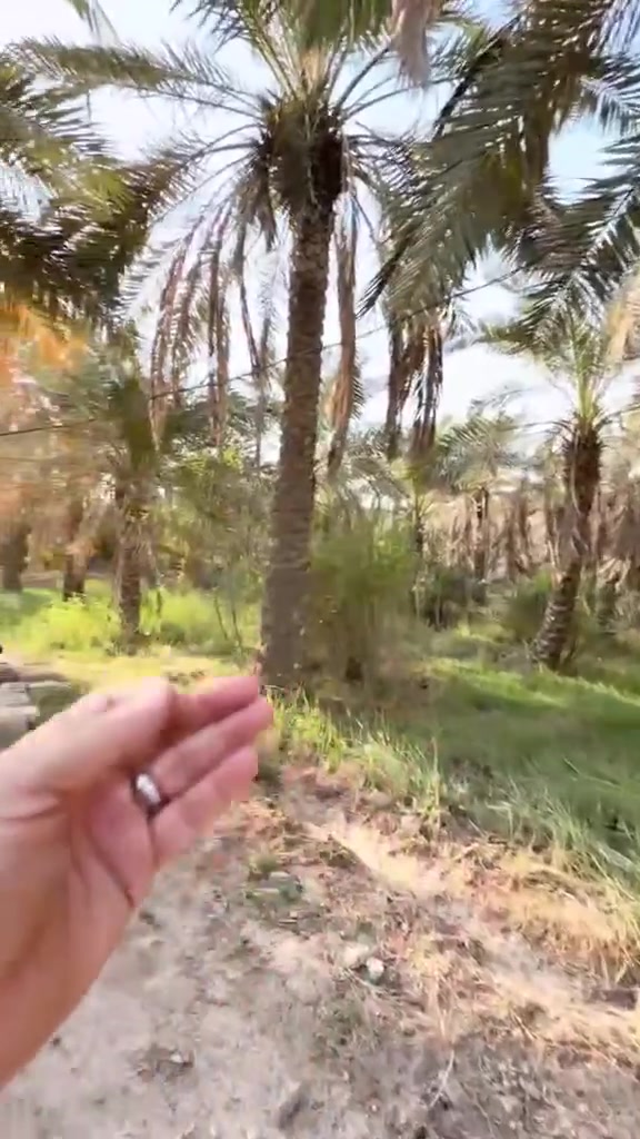 بستان للبيع في ابي الخصيب 
للاستفسار عقارات الحيدري 
***********
المساحة الف متر 
في نهر خوز
