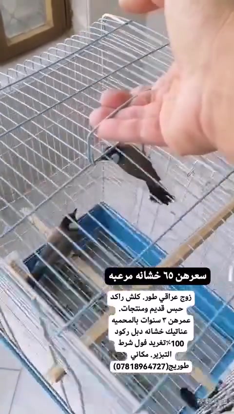 محميات • نقاوه • تبزير