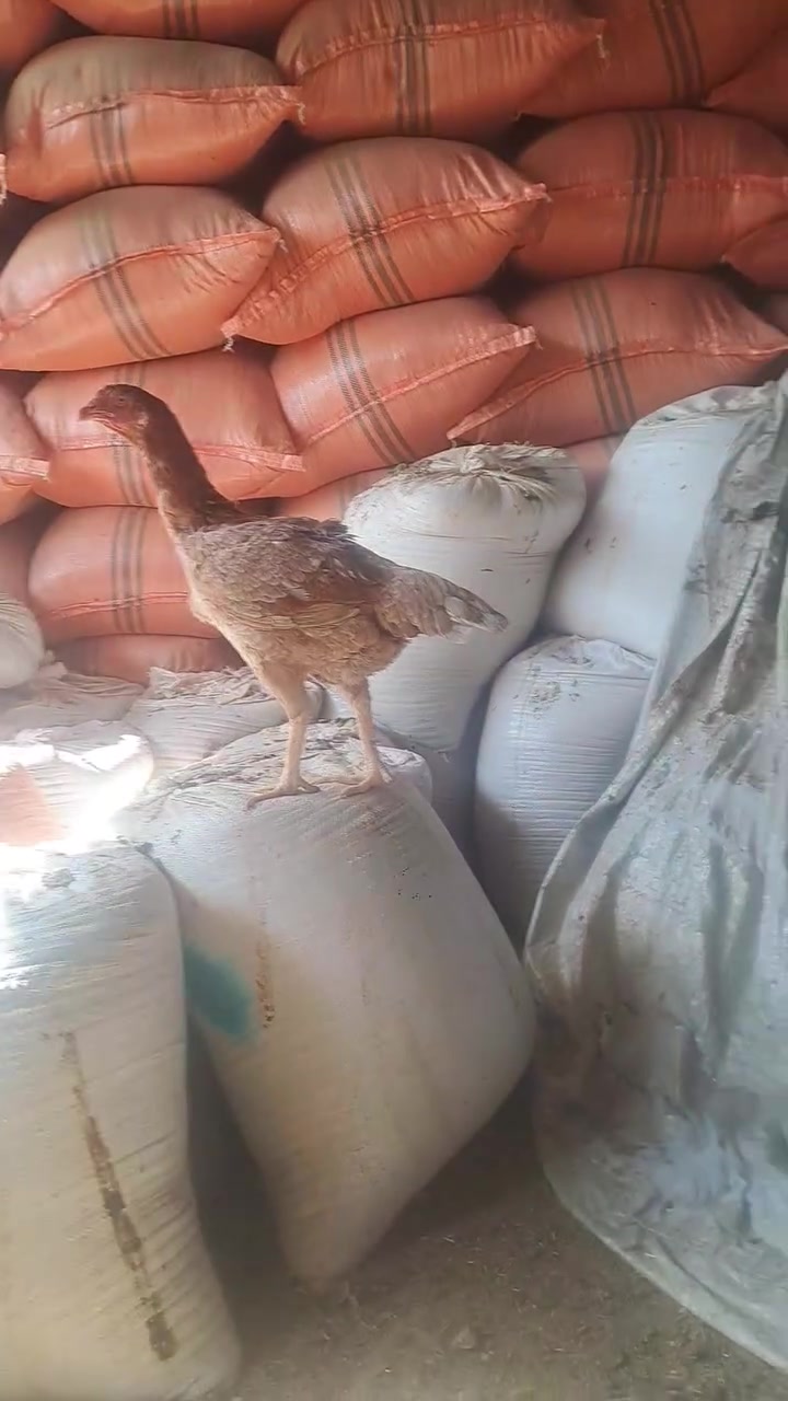 تلعفر • هنديات • مجربات