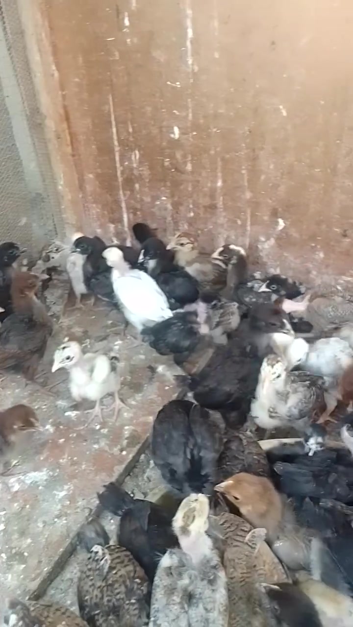 صواصي عرب • ٥٠ قطعة • ٢٥ يوم