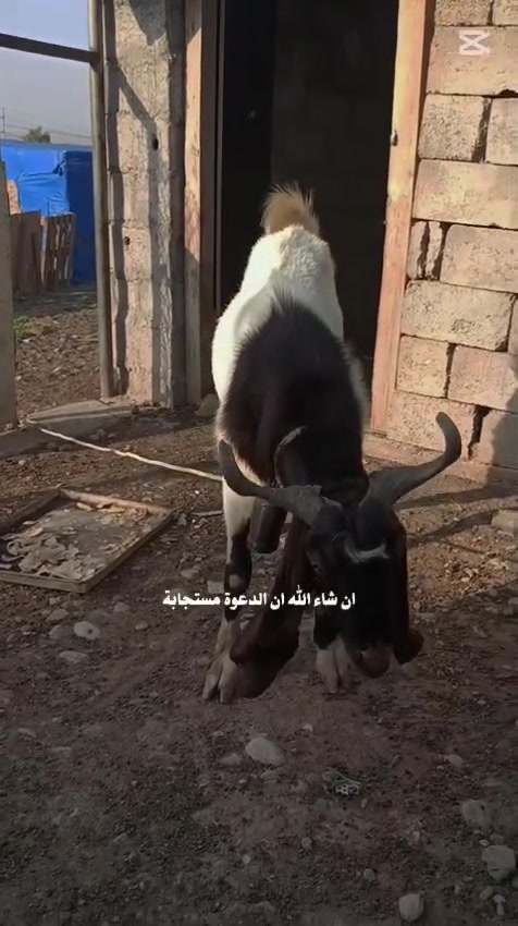 للبيع • قطعة صغيرة