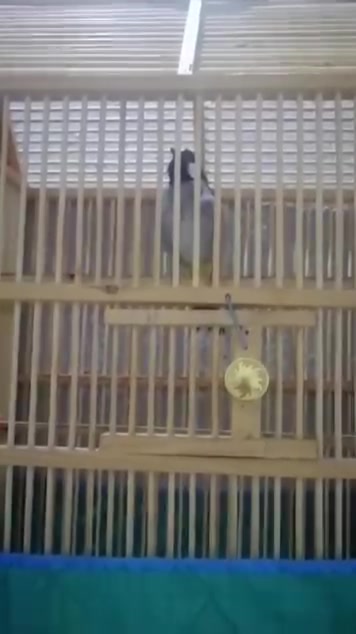 بلبل • فحل اليف • نجف الوفاء