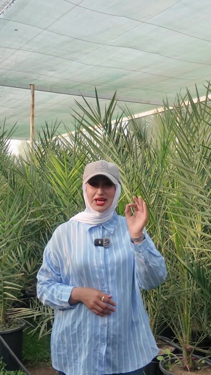 فسائل نخيل • جودة • ناصرية طريق الحولي