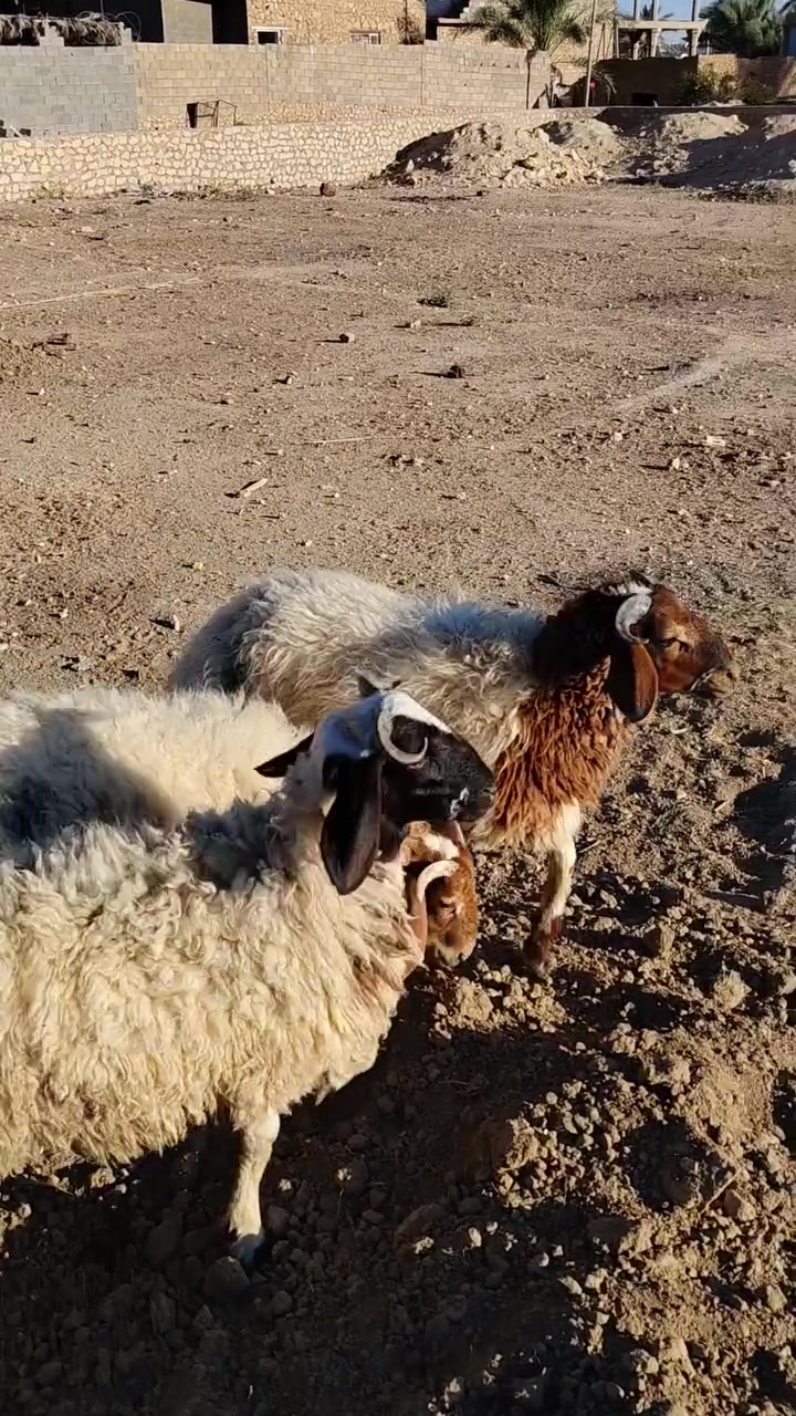 بسم الله
متاح طليان ربايط نايمه على الشعير مفولات ظهر واليه تريد  شلع او تفرد كلشي يرهم 
الشراي يتصل او خاص ويدلل
***********
مكاني حديثه شارع الرفاعي
يوجود توصيل حسب الاتفاق
