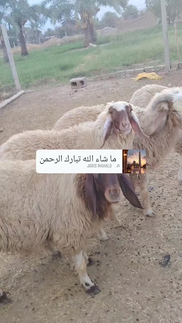 فطايم • عدد ٧ • اكرشيات