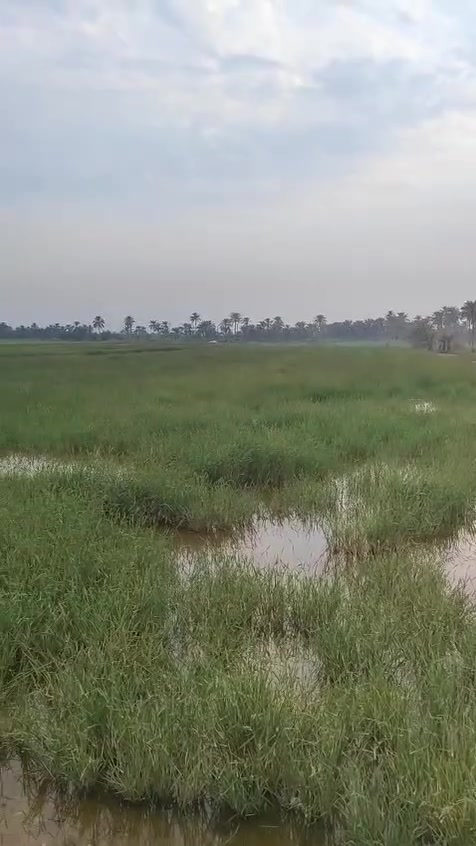 النجف المراجده • ٥ دونم • طابو زراعي