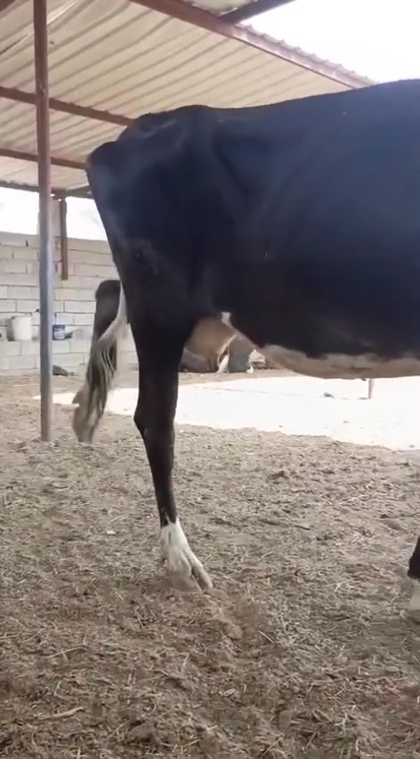 اباجير • براون • بابل الشوملي