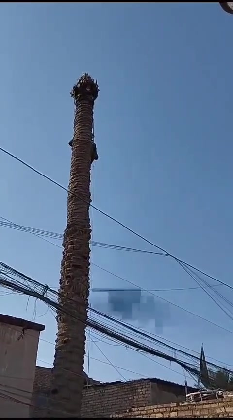 تكريب نخل