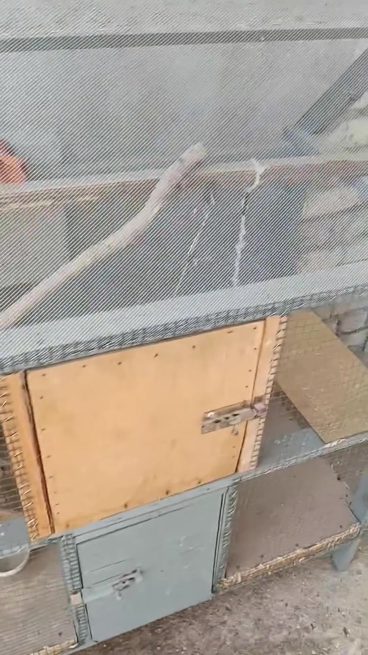 قفص عصافير للبيع نظيف ومرتب 
سعره بخمسين الف وبي مجال 
***********
