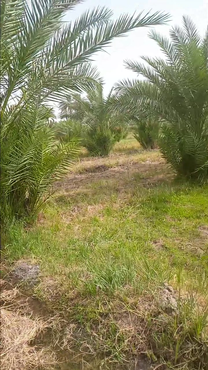 من نكول تبعد عن السريع دقيقتين يعني دقيقتين مو تمشي نص ساعه يله توصل 
5دونم 
ابووغريب خلف محطه وقود الجوهره 
تقطيع 
اقل مساحه دونم 
خدمات كامله
سعر الدونم ١٩٠ مليون قابل لتفاوض 
***********
***********
