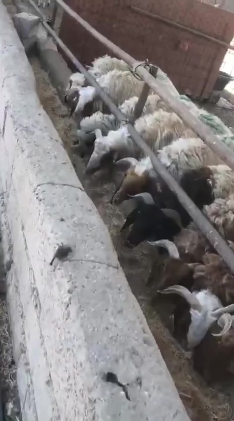 حقول سلاميات
حلال عراقي درجه اولى سمين ضهر متروس تفحص بيدك خير من الله جمله مفرد خدمه توصيل معا قصاب باب بيتك 
بغداد سلاميات طريق ابراهيم ***********
