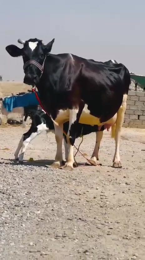 سلام عليكم رغوث على كل عيب ولدت البارحه المغرب لأ محينه ولا كل شيء مآل جناي درجه اولى خط اول خشانه فول ضالمهه التصوير المكان الشرقاط قريه شكرا ***********
