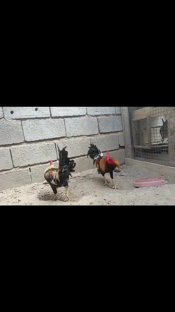 ديوكه كويتيات • أقل من سنة • مقابل منشأة نصر