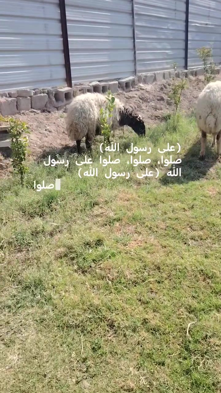 سلام عليكم نعاج عشر خير من الله وين جنايه العنوان مشاهدة مغابيل منشت نصر *********** تصال وتساب
*********** تصال وتساب
