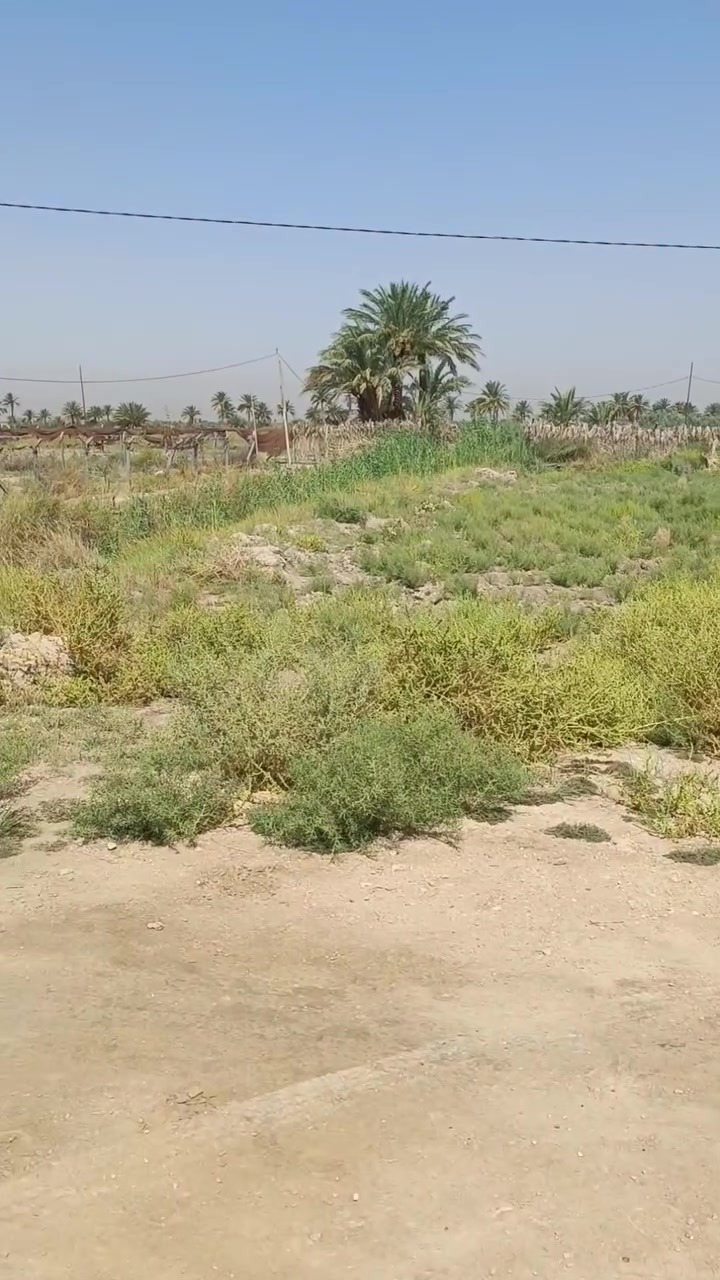 🌿 للبيع دونم أرض مميز في كربلاء – شط الله 🌿  
📍 الموقع: شارع المعمل قرب مضخة المياه شارع البو سيد ناصر   يبعد عن الشارع طويريج كيلوين ويبعد عن الشارع العام 400 متر واجهه 50
🧾 سند رسمي "25 قرار محكمة"  
🚿 خدمات كاملة: ماء، كهرباء، تبليط قابل للتنفيذ  
🏡 صالح للسكن والزراعة، وبالقرب نهر جاري مثالي للري والزراعة  
💰 السعر المطلوب: 80 مليون دينار عراقي – قابل للتفاوض

فرصة ممتازة للاستثمار أو السكن في موقع هادئ ومخدوم بالكامل  
📞 للتواصل: ***********
