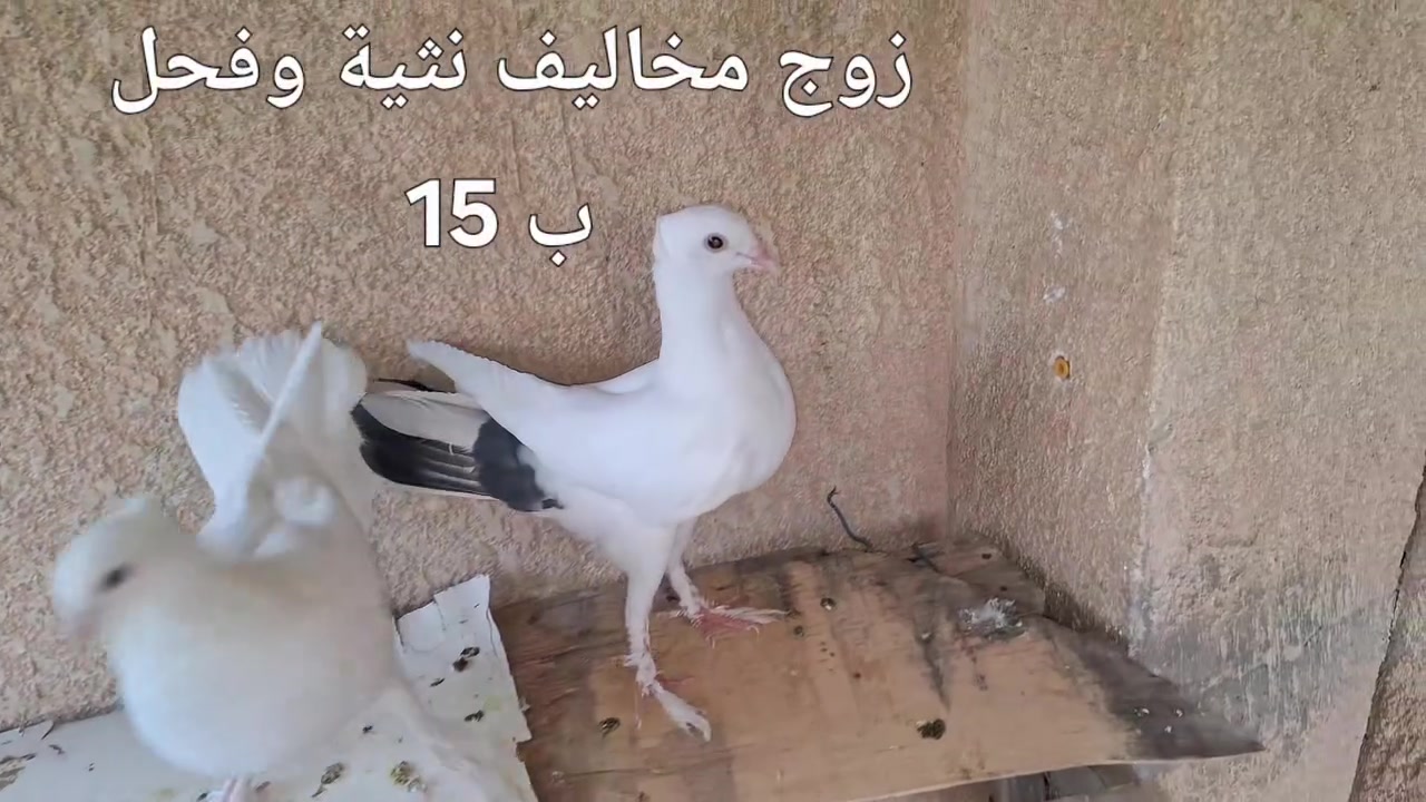 تكريت القادسية قطعه 500
***********
