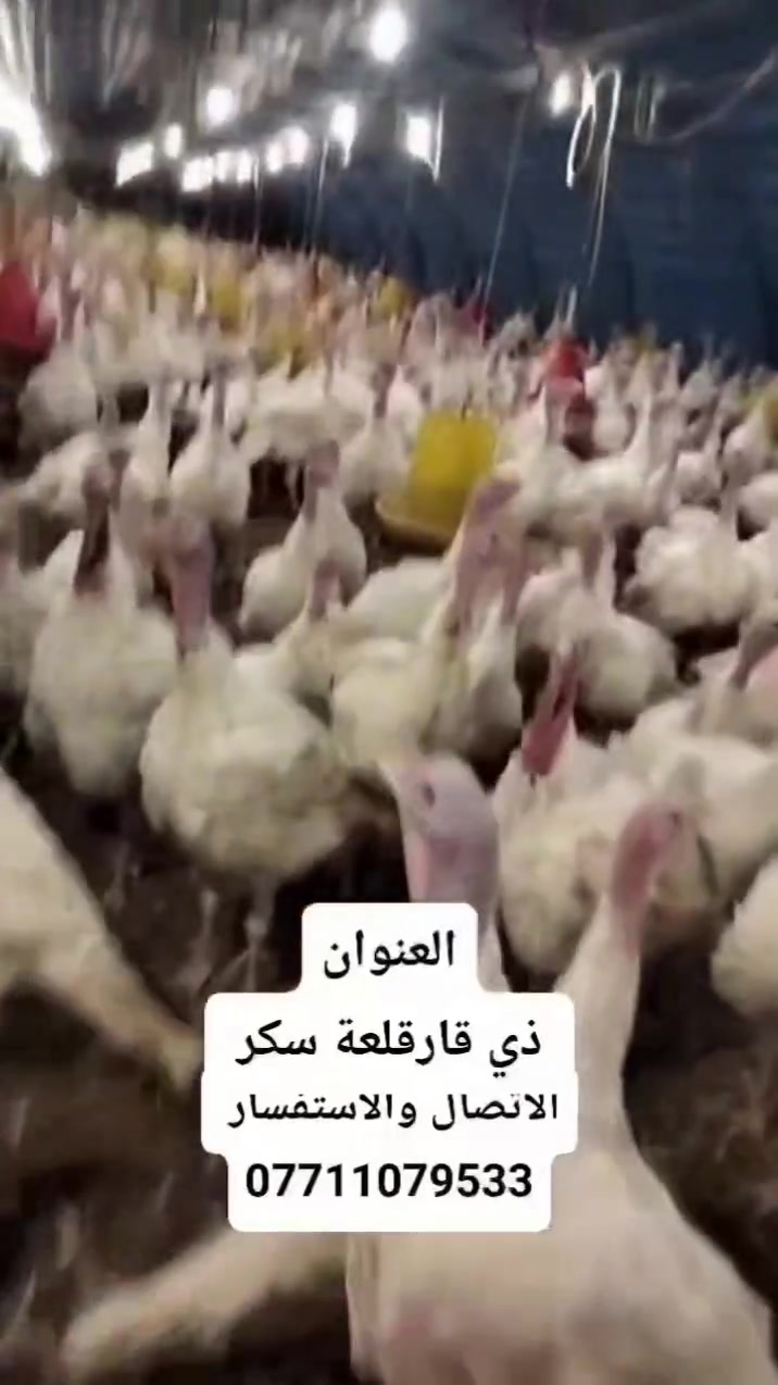 جملة • سليمانيه اربيل • قلعة سكر