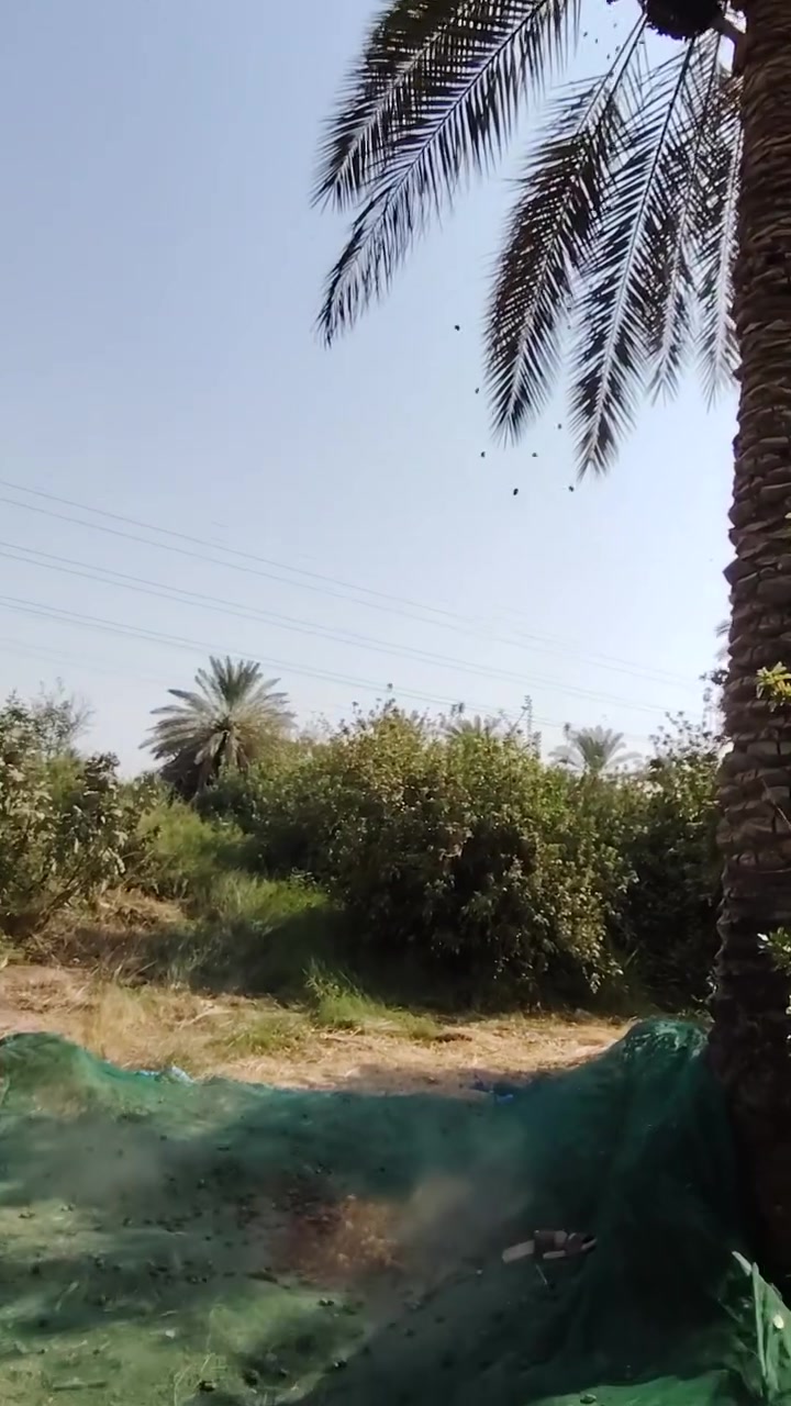 السلام عليكم بستان دونمين يحتوي علا نخيل وتفاح وحمضيات وبيت حراسه ما سقى مجره مجاز نهرمستقل ماطور علا الشط ما اساله  واسط عزيزيه *********** ***********
