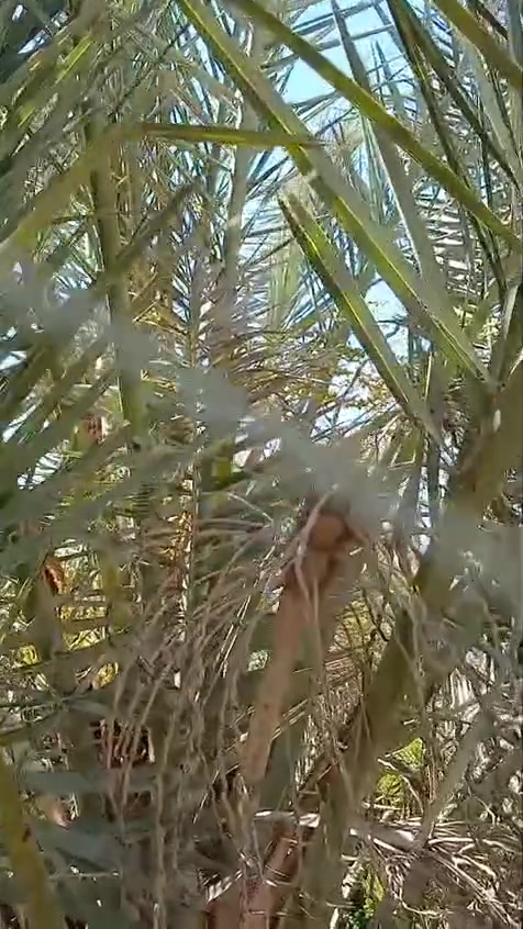 مكلف بل نشر// لبيع يوجد جميع أنواع فسائل النخل بنواعه وتوصيل كافت المحافضات تصل وتدلل ‏‪***********‬‏☎️
