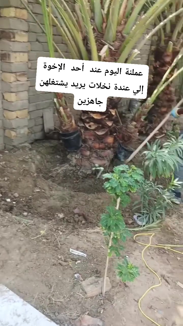 بستنة • لا تفاصيل