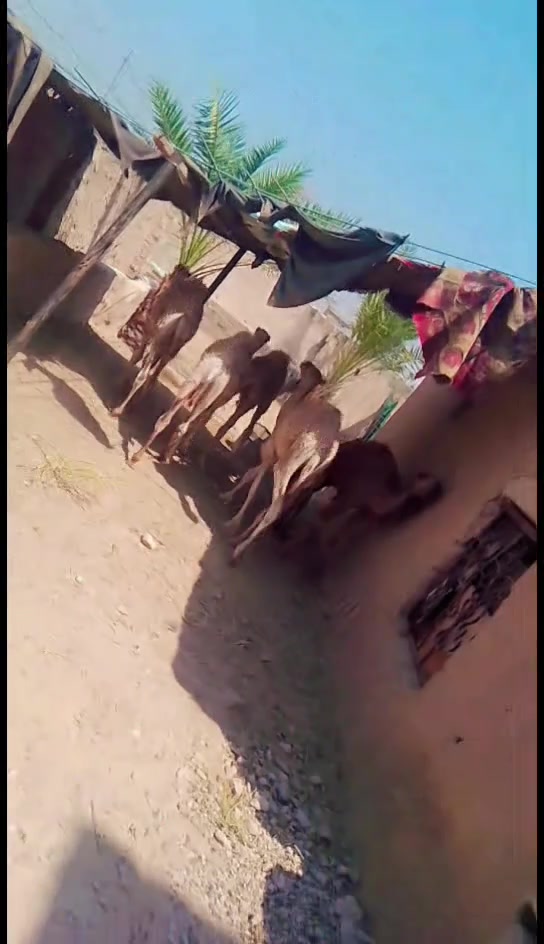 بعران للبيع يرهمن كصابة ويرهمن ربط  المكان تكريت البوعجيل  الاستفسار على الرقم التالي ***********
