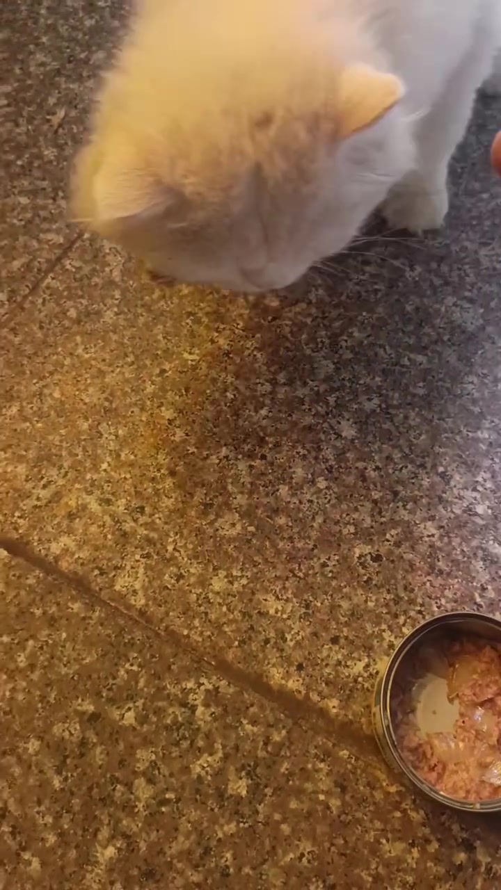 بزون • للبيع • ماعون