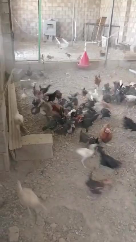 بالتعليق
