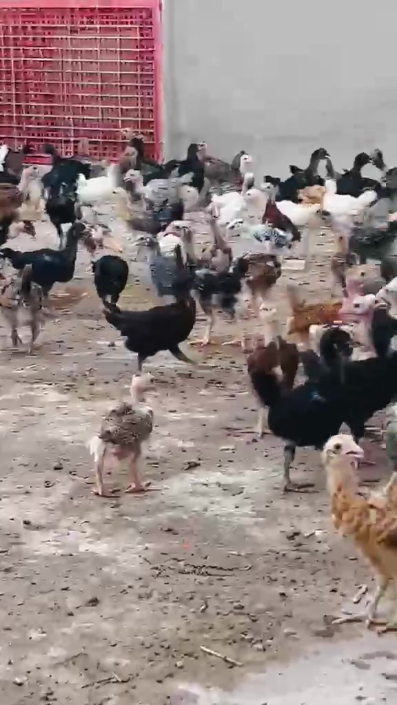 اللهم صلي على نبينا محمد /متاح فروج عرب اصلي العمر شهر ونص سعر العرب ازوج ((5))سعر ابو ركيبة ازوج ((5))قفل🔒مكاني ديالى بعقوبة لحديد ☎️📞***********
