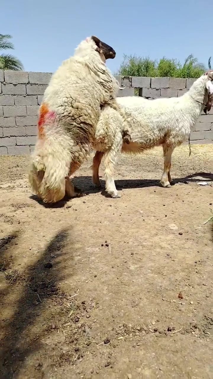 ***********
***********
ورجين اول كصة فول مواصفات مشروط كافة شروط الجني للبيع المكان واسط الكوت يوجد توصيل جميع المحافظات بعد الاتفاق وكل الهلا براعية @
