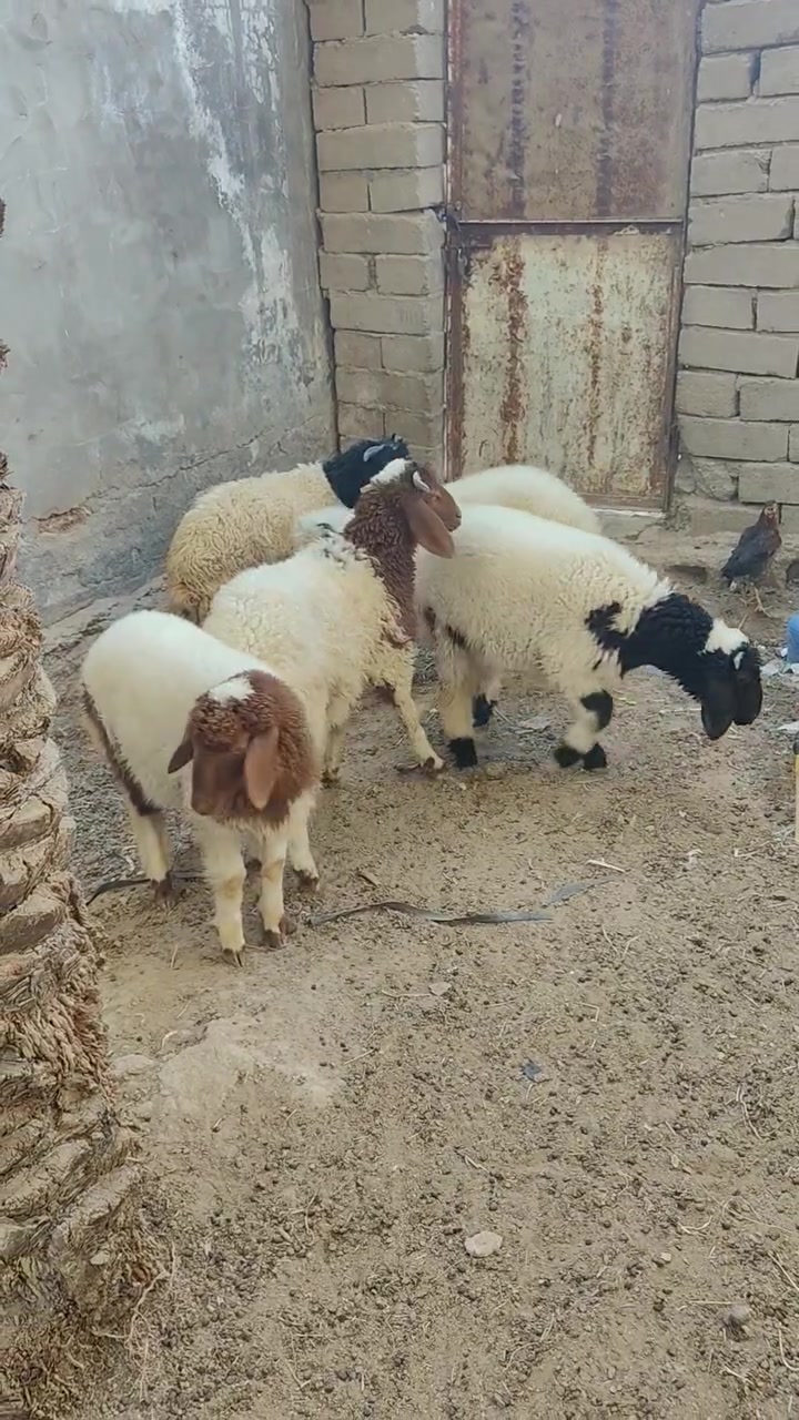 طليان لبيع ذكوره 4ونثيه وحده سمان خير من الله سعر الواحد على 275المكان ناصريه البطحه التصال على الرقم ***********
