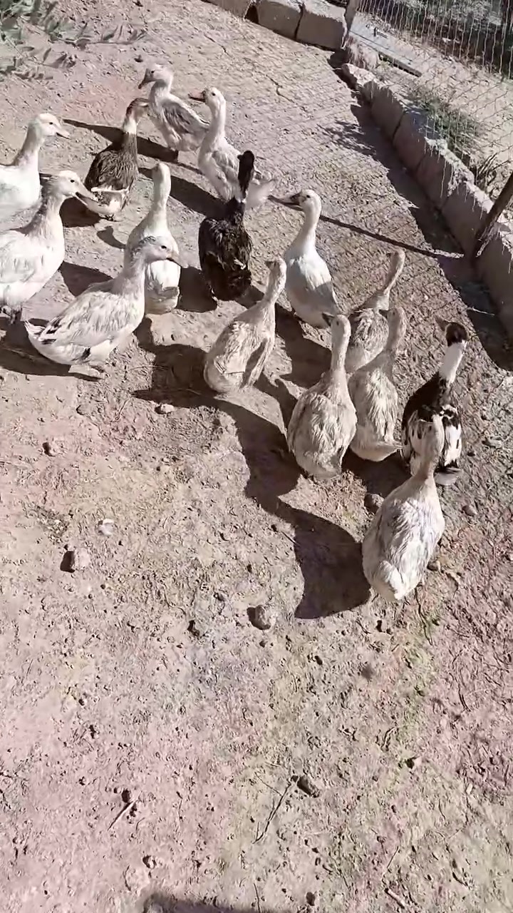 للبيع بط عادي سعرها خاص شراي يخابر على هذا الرقم ***********
