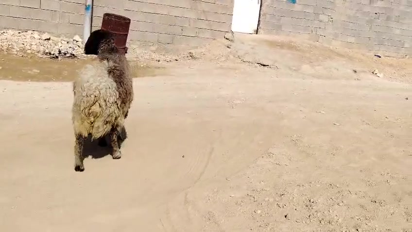 نعجه • شرط الحليب • سمينه